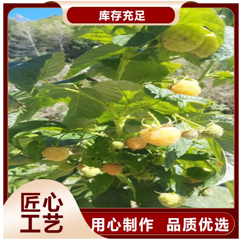 树莓李子苗质保一年