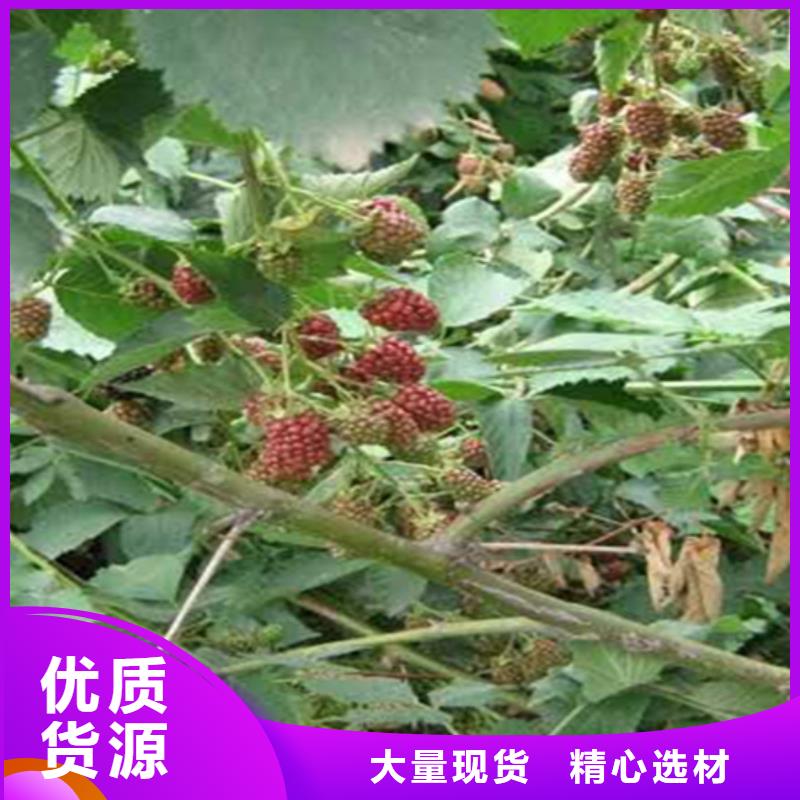 北美冬青-视频-北美冬青-湖北省宜昌市兴山|远安|黄冈|随州|鄂州|荆门|恩施|襄阳|十堰该地制造商