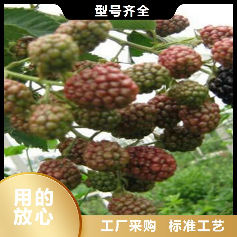 北美冬青视频-北美冬青-轩园园艺场(湖北省分公司)服务区域孝感|鄂州|武汉|随州|黄石|咸宁|襄阳