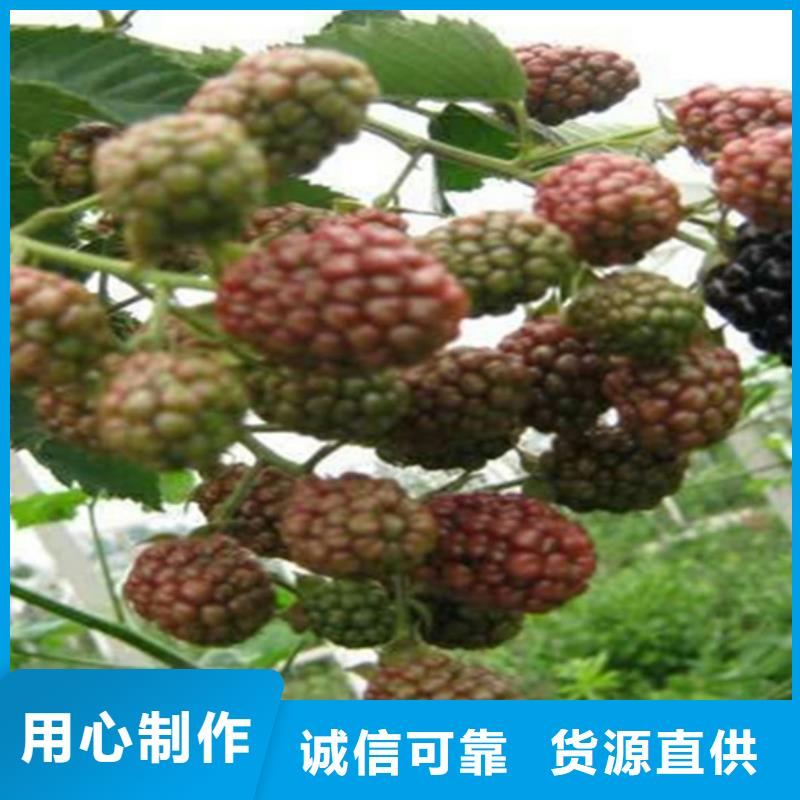 树莓,3公分软籽石榴苗为您精心挑选