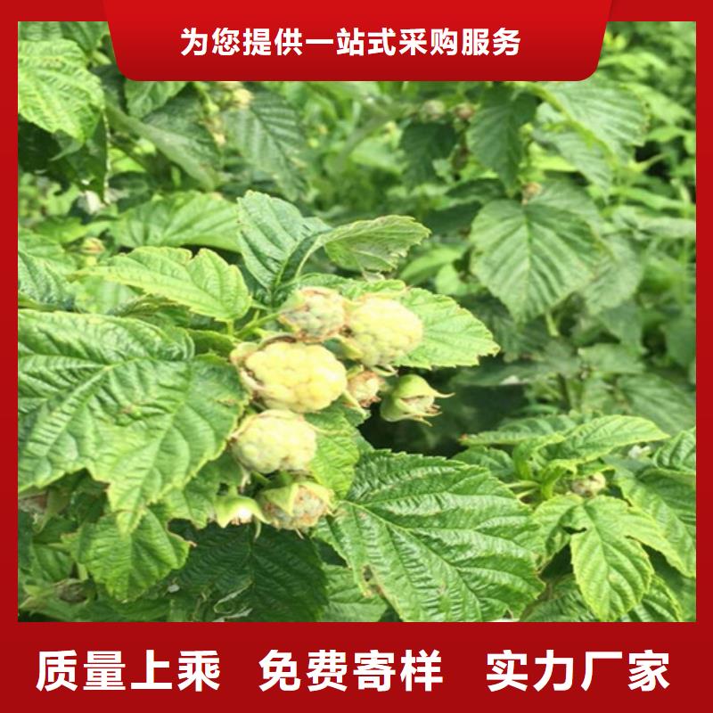 北美冬青视频-北美冬青-轩园园艺场(湖北省分公司)服务区域孝感|鄂州|武汉|随州|黄石|咸宁|襄阳