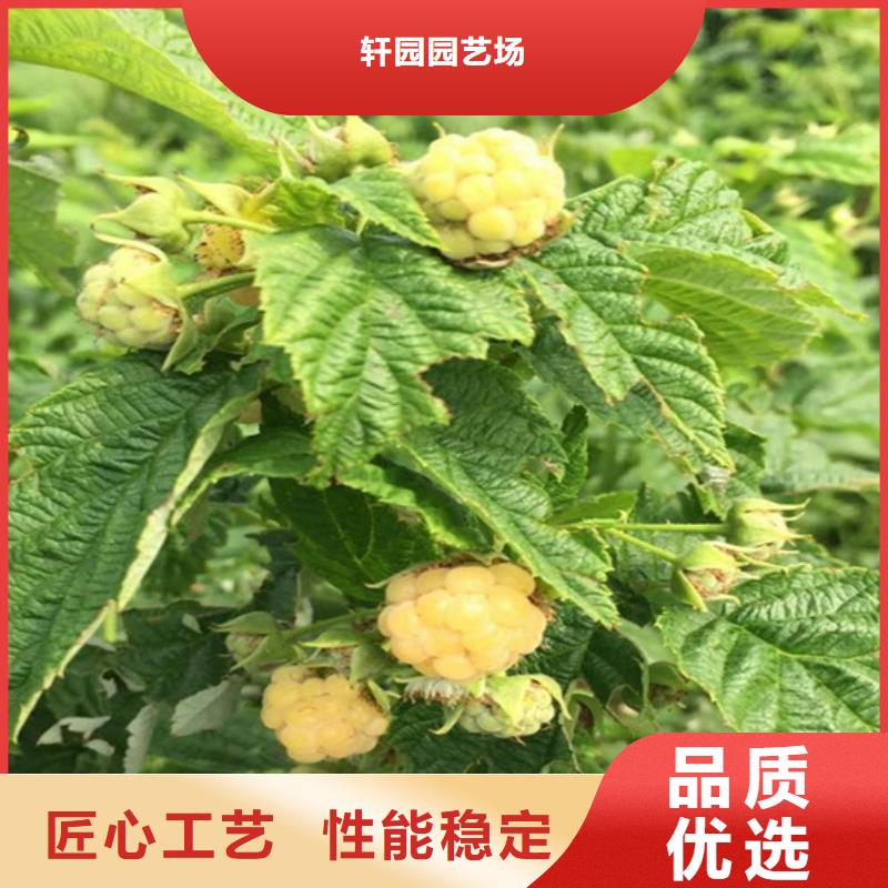 北美冬青视频-北美冬青-轩园园艺场(湖北省分公司)服务区域孝感|鄂州|武汉|随州|黄石|咸宁|襄阳