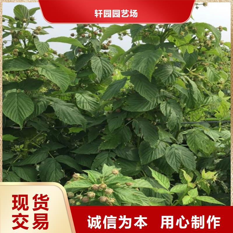 北美冬青视频-北美冬青-轩园园艺场(湖北省分公司)服务区域孝感|鄂州|武汉|随州|黄石|咸宁|襄阳