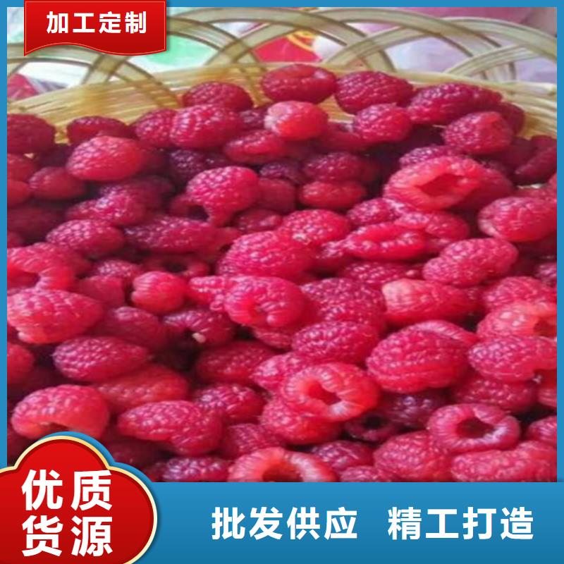 北美冬青-视频-北美冬青-湖北省宜昌市兴山|远安|黄冈|随州|鄂州|荆门|恩施|襄阳|十堰该地制造商