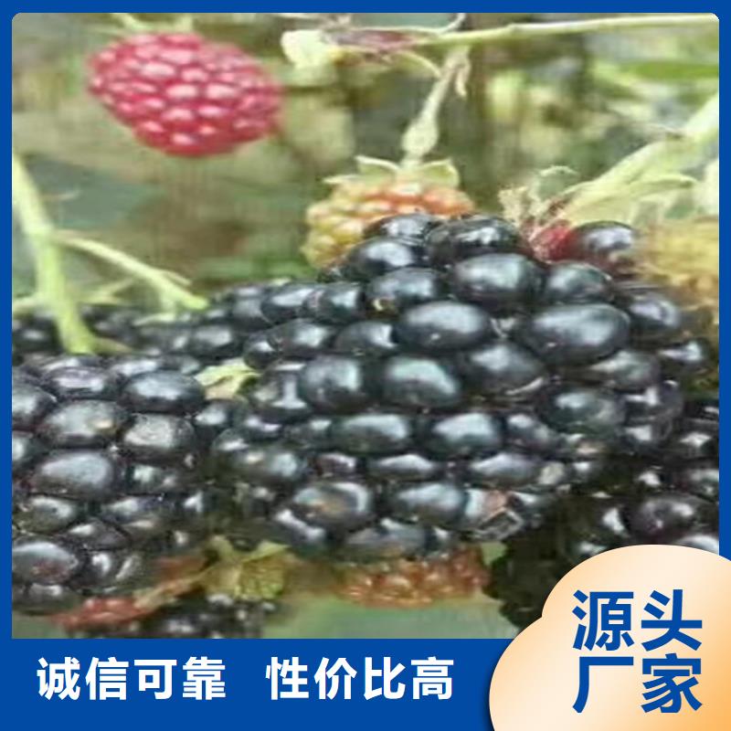 树莓李子苗质保一年