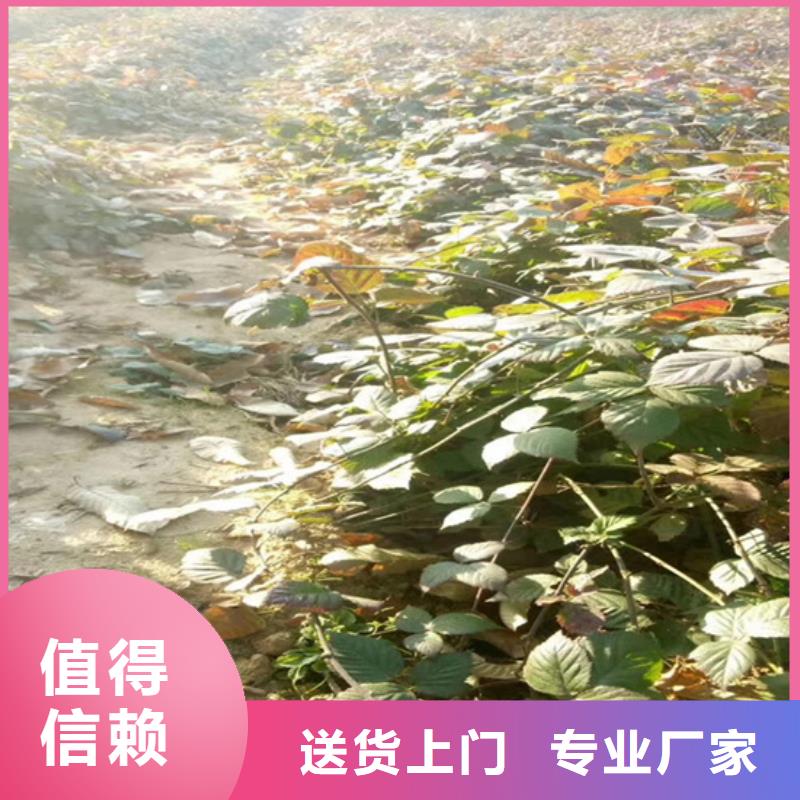 树莓桃树苗库存充足