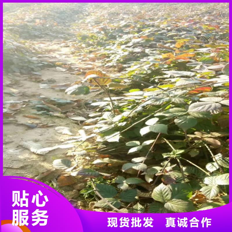 北美冬青-视频-北美冬青-湖北省宜昌市兴山|远安|黄冈|随州|鄂州|荆门|恩施|襄阳|十堰该地制造商