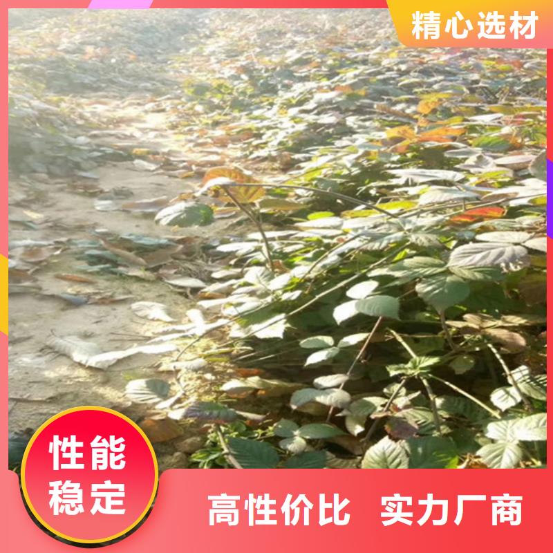 北美冬青视频-北美冬青-轩园园艺场(湖北省分公司)服务区域孝感|鄂州|武汉|随州|黄石|咸宁|襄阳