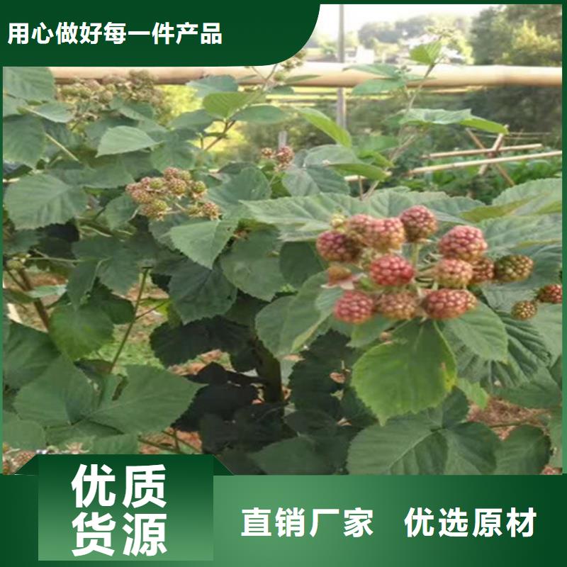北美冬青-视频-南昌|宜春|新余|赣州北美冬青不只是质量好-轩园园艺场(江西省分公司)