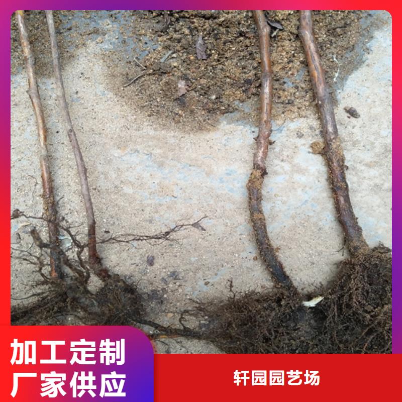 北美冬青视频-北美冬青-轩园园艺场(湖北省分公司)服务区域孝感|鄂州|武汉|随州|黄石|咸宁|襄阳