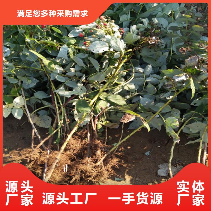 树莓西瓜苗服务周到