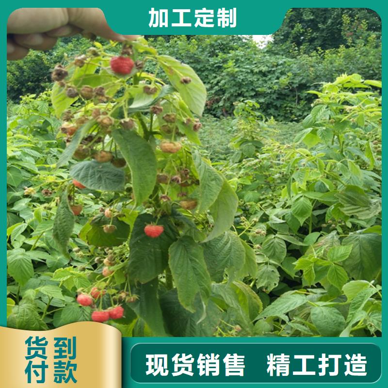 树莓李子苗质保一年