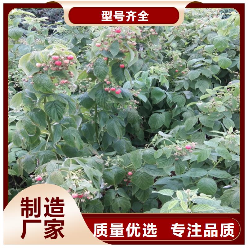 北美冬青-视频-南昌|宜春|新余|赣州北美冬青不只是质量好-轩园园艺场(江西省分公司)