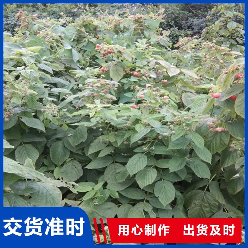 北美冬青视频-北美冬青-轩园园艺场(湖北省分公司)服务区域孝感|鄂州|武汉|随州|黄石|咸宁|襄阳