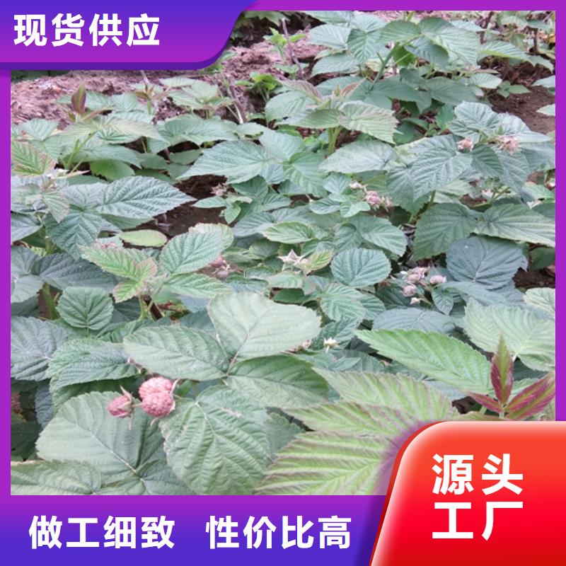 树莓苹果苗好货直供