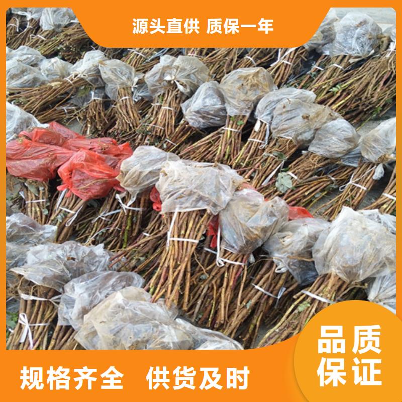 北美冬青视频-北美冬青-轩园园艺场(湖北省分公司)服务区域孝感|鄂州|武汉|随州|黄石|咸宁|襄阳