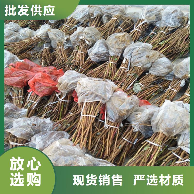 北美冬青-视频-南昌|宜春|新余|赣州北美冬青不只是质量好-轩园园艺场(江西省分公司)