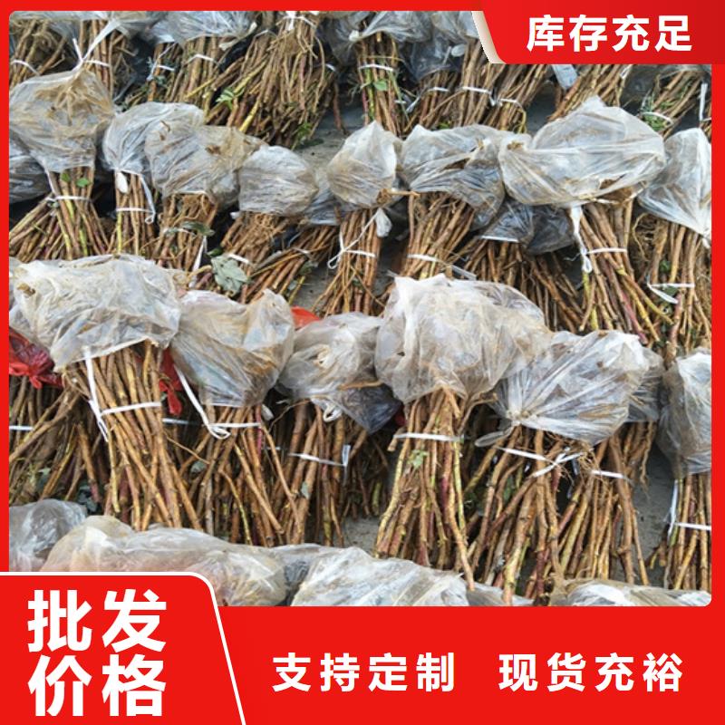 树莓李子苗质保一年