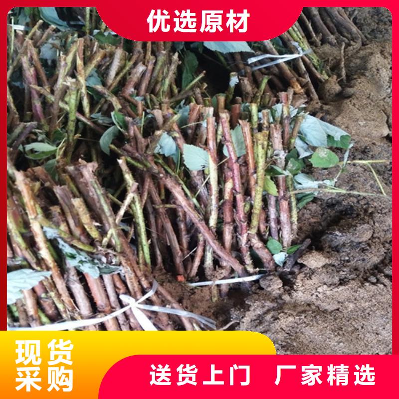 北美冬青-视频-北美冬青-湖北省宜昌市兴山|远安|黄冈|随州|鄂州|荆门|恩施|襄阳|十堰该地制造商