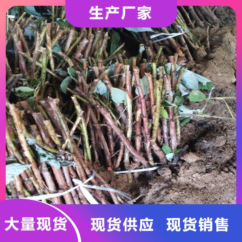 树莓西瓜苗服务周到