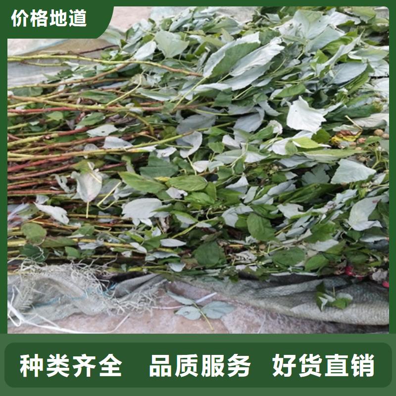 树莓桃树苗库存充足