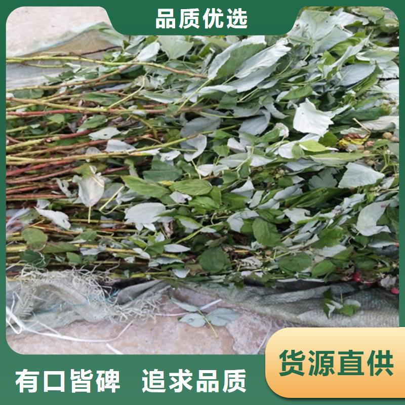 树莓李子苗质保一年