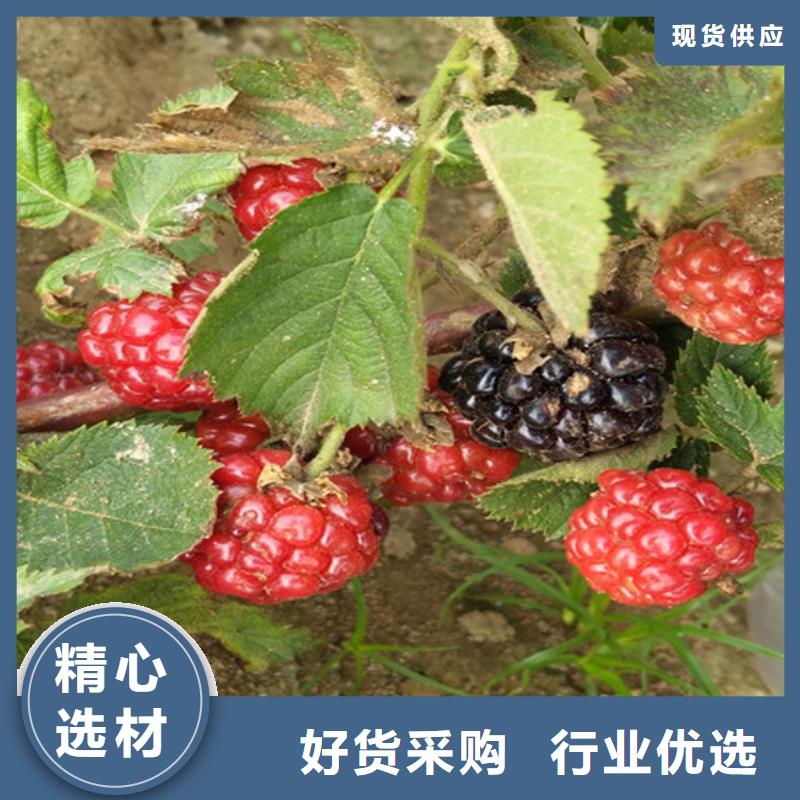 北美冬青-视频-南昌|宜春|新余|赣州北美冬青不只是质量好-轩园园艺场(江西省分公司)