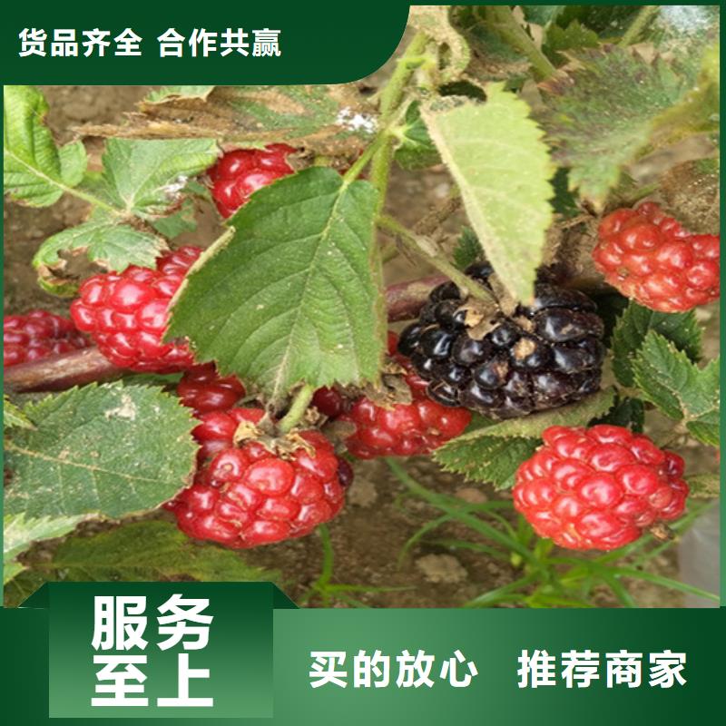 北美冬青-视频-北美冬青-湖北省宜昌市兴山|远安|黄冈|随州|鄂州|荆门|恩施|襄阳|十堰该地制造商