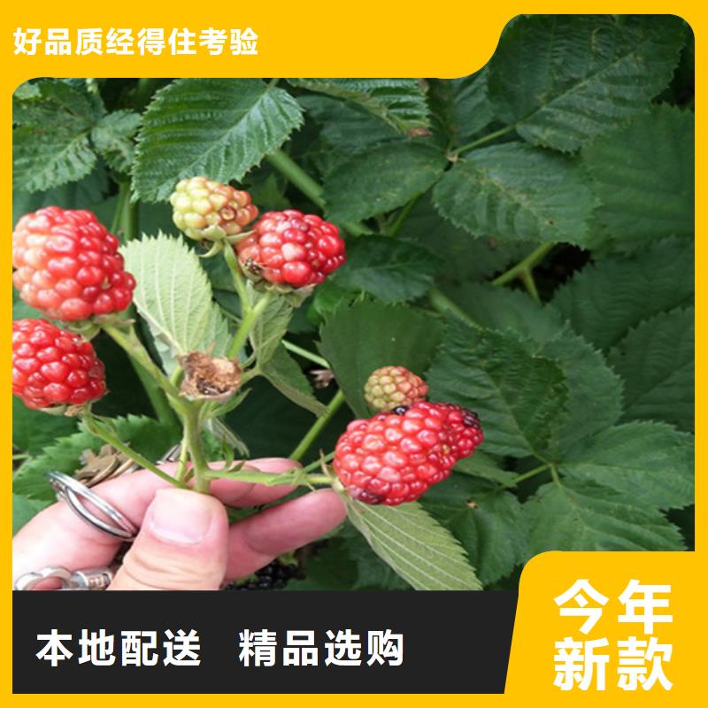北美冬青视频-北美冬青-轩园园艺场(湖北省分公司)服务区域孝感|鄂州|武汉|随州|黄石|咸宁|襄阳