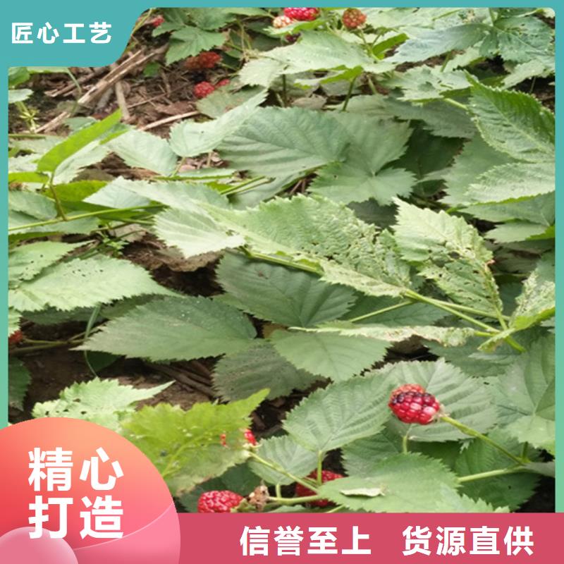 北美冬青-视频-北美冬青-湖北省宜昌市兴山|远安|黄冈|随州|鄂州|荆门|恩施|襄阳|十堰该地制造商