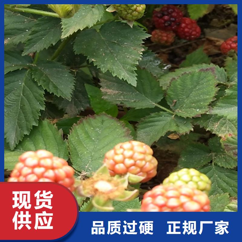 北美冬青视频-北美冬青-轩园园艺场(湖北省分公司)服务区域孝感|鄂州|武汉|随州|黄石|咸宁|襄阳