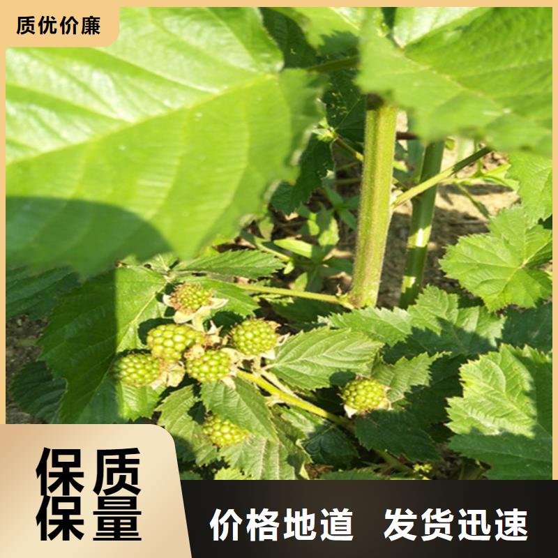 北美冬青-视频-南昌|宜春|新余|赣州北美冬青不只是质量好-轩园园艺场(江西省分公司)