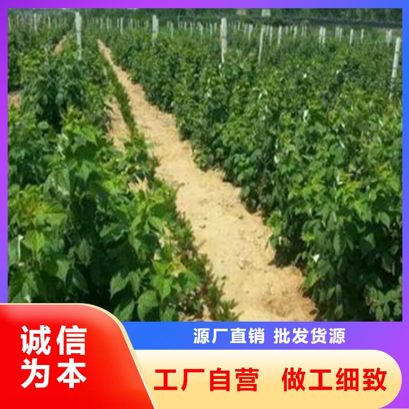 树莓苹果苗好货直供