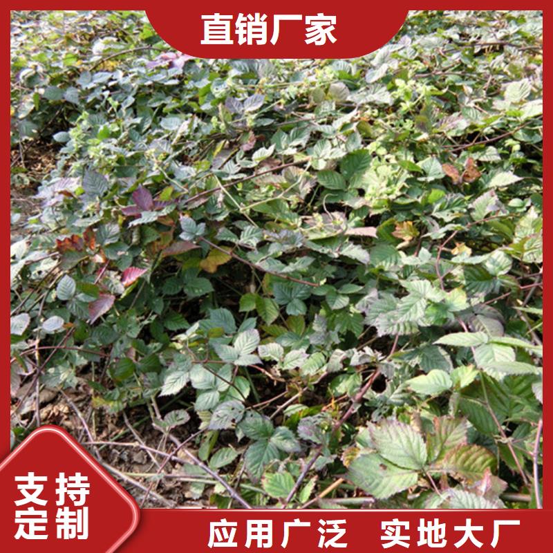 树莓,3公分软籽石榴苗为您精心挑选
