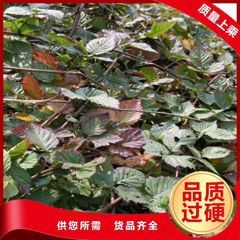 北美冬青视频-北美冬青-轩园园艺场(湖北省分公司)服务区域孝感|鄂州|武汉|随州|黄石|咸宁|襄阳