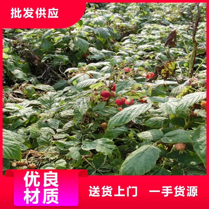 树莓桃树苗库存充足
