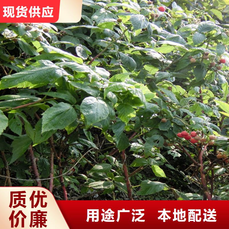 北美冬青-视频-南昌|宜春|新余|赣州北美冬青不只是质量好-轩园园艺场(江西省分公司)