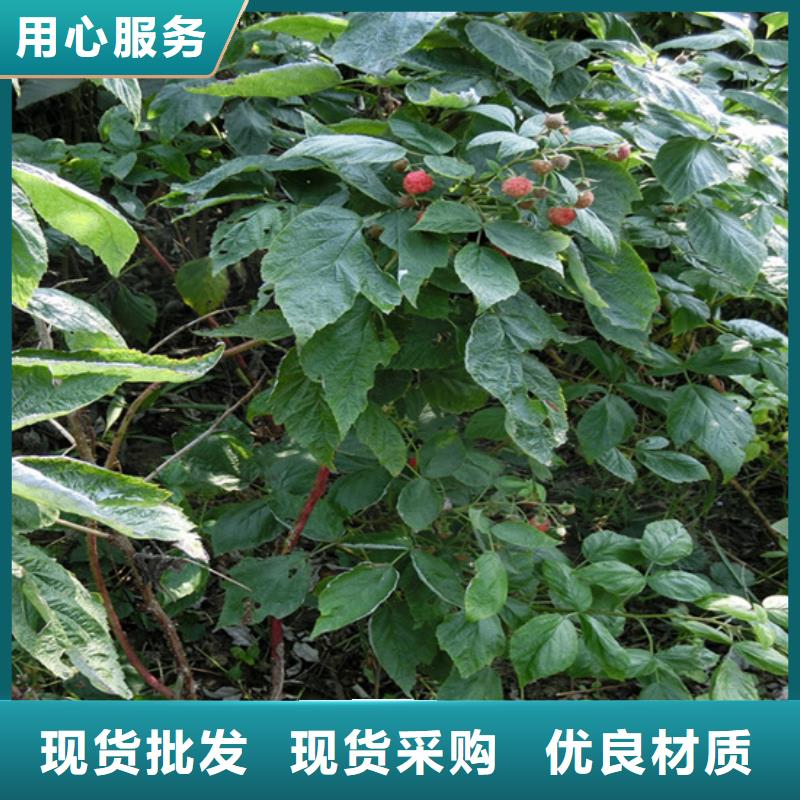 树莓,3公分软籽石榴苗为您精心挑选