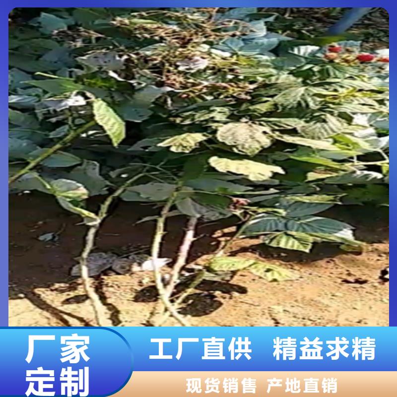 树莓,3公分软籽石榴苗为您精心挑选