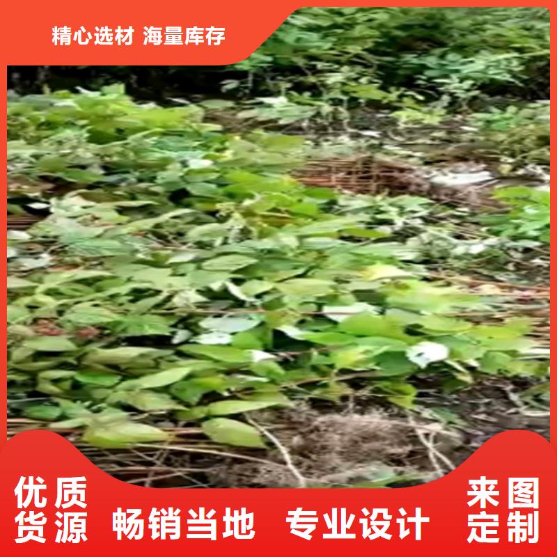 树莓,3公分软籽石榴苗为您精心挑选