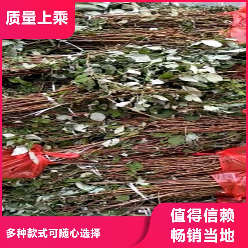 树莓,3公分软籽石榴苗为您精心挑选