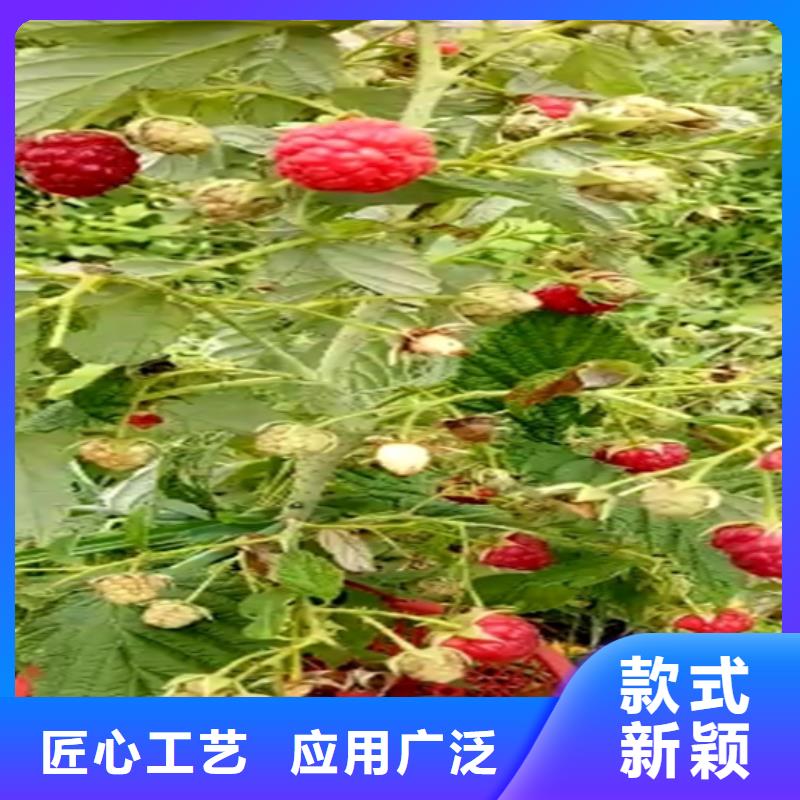 树莓,3公分软籽石榴苗为您精心挑选