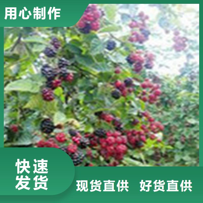 树莓苹果苗好货直供