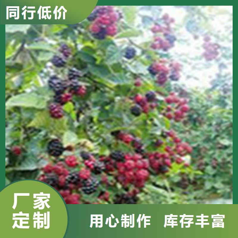 树莓,3公分软籽石榴苗为您精心挑选