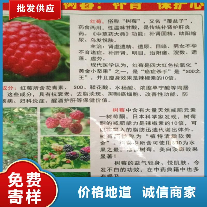 树莓,3公分软籽石榴苗为您精心挑选