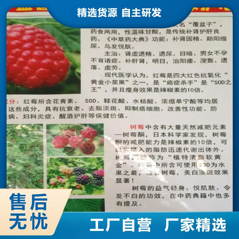 树莓桃树苗库存充足