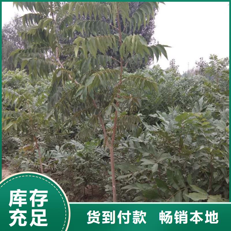 北美冬青-视频-北美冬青-轩园园艺场(南阳市分公司)服务区域内乡|宛城|濮阳|信阳|焦作|许昌|新乡|郑州|洛阳