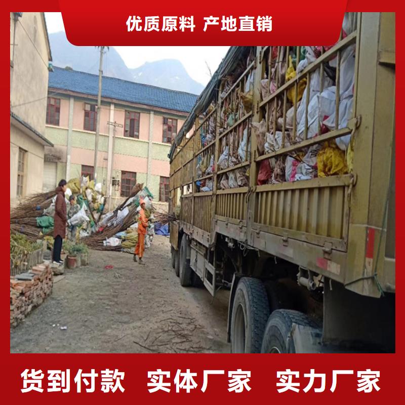 北美冬青-视频-北美冬青-轩园园艺场(南阳市分公司)服务区域内乡|宛城|濮阳|信阳|焦作|许昌|新乡|郑州|洛阳