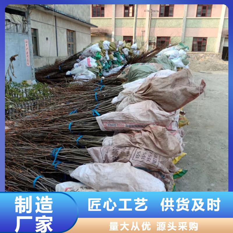碧根果苹果苗客户满意度高