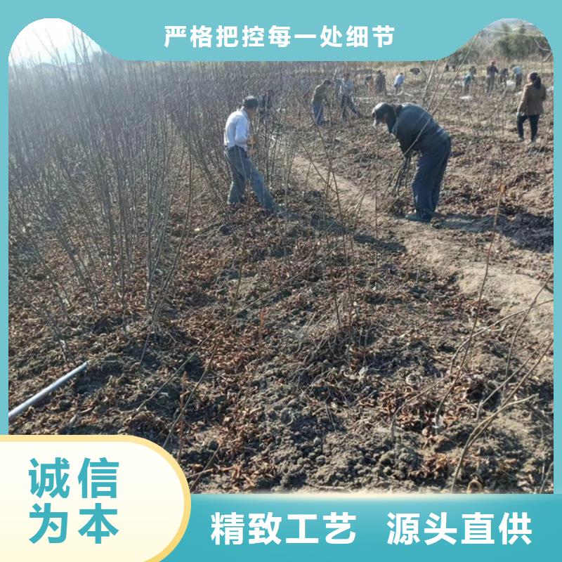 北美冬青-视频-北美冬青-轩园园艺场(南阳市分公司)服务区域内乡|宛城|濮阳|信阳|焦作|许昌|新乡|郑州|洛阳